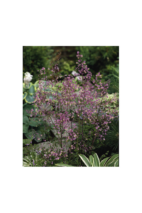 Rutewka dwuskrzydłowa Thalictrum dipterocarpum