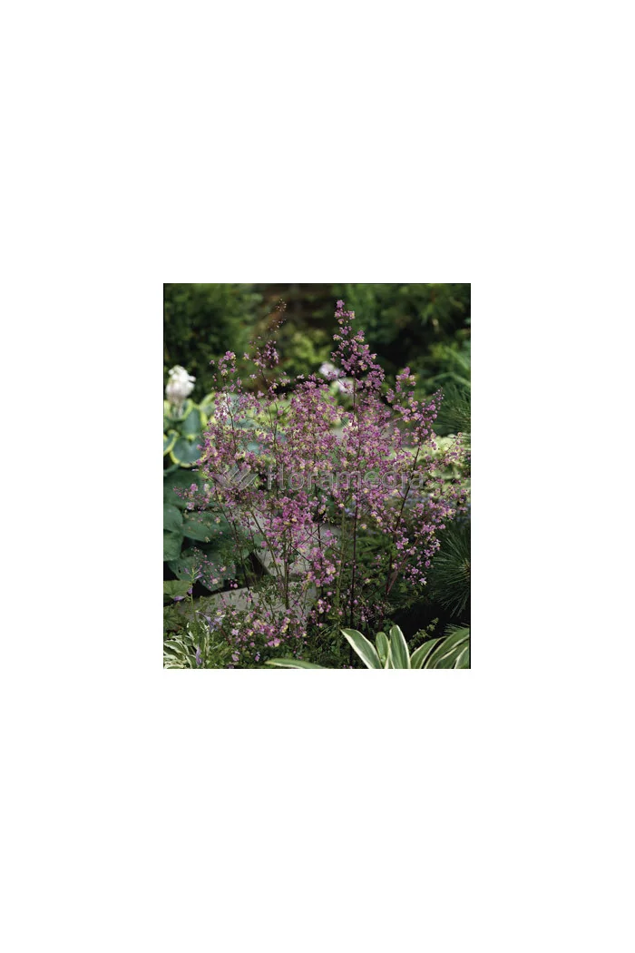 Rutewka dwuskrzydłowa Thalictrum dipterocarpum