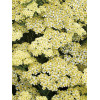 Krwawnik ogrodowy 'Sunny Seduction' Achillea millefolia