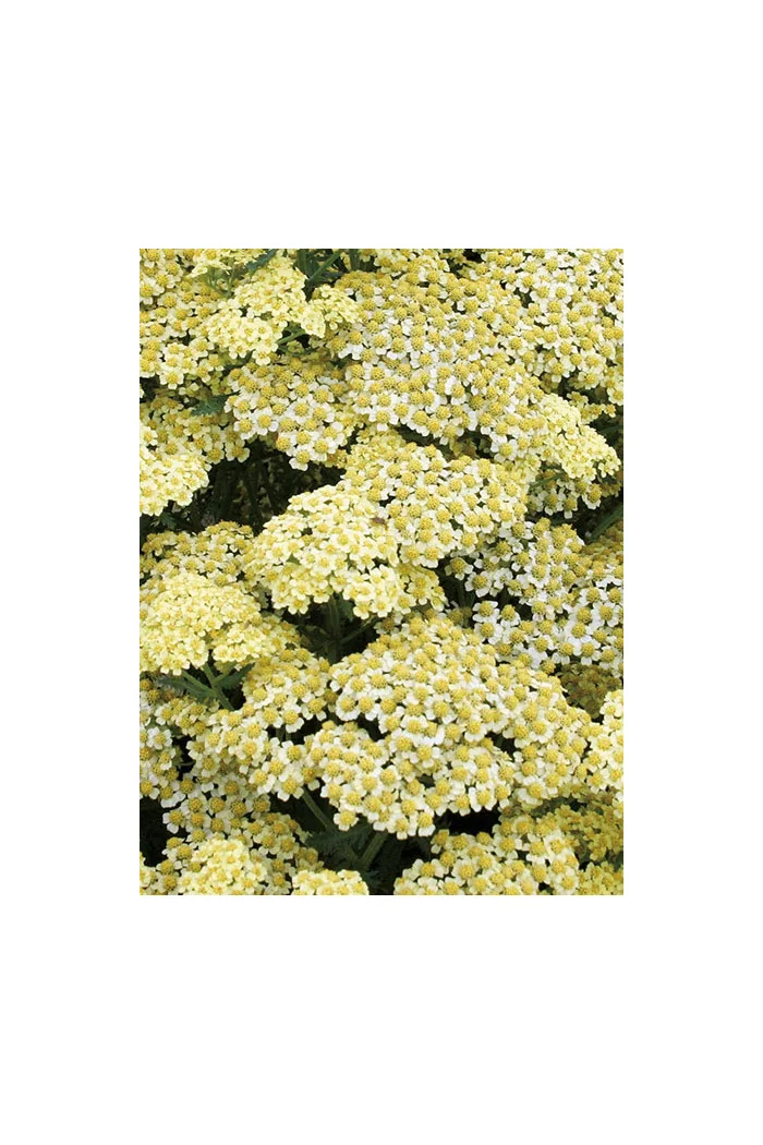 Krwawnik ogrodowy 'Sunny Seduction' Achillea millefolia