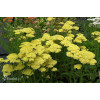 Krwawnik ogrodowy 'Sunny Seduction' Achillea millefolia