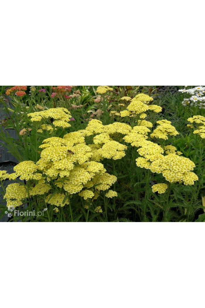 Krwawnik ogrodowy 'Sunny Seduction' Achillea millefolia
