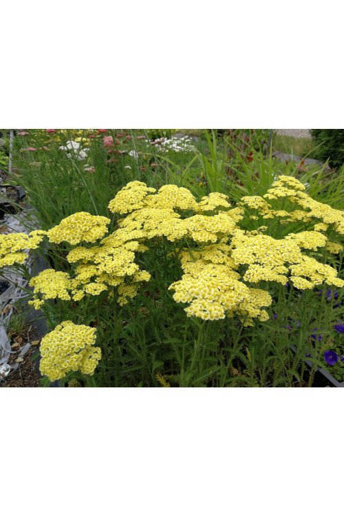 Krwawnik ogrodowy 'Sunny Seduction' Achillea millefolia