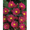 Aster nowobelgijski 'Crimson Brocade' Aster novi-belgii