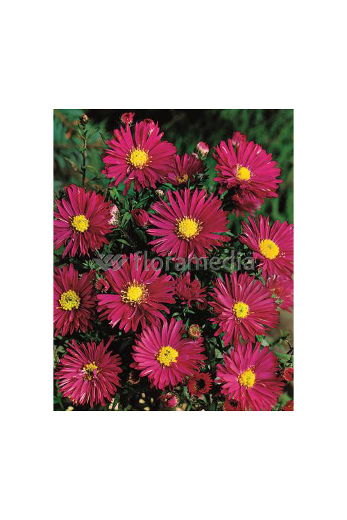 Aster nowobelgijski 'Crimson Brocade' Aster novi-belgii