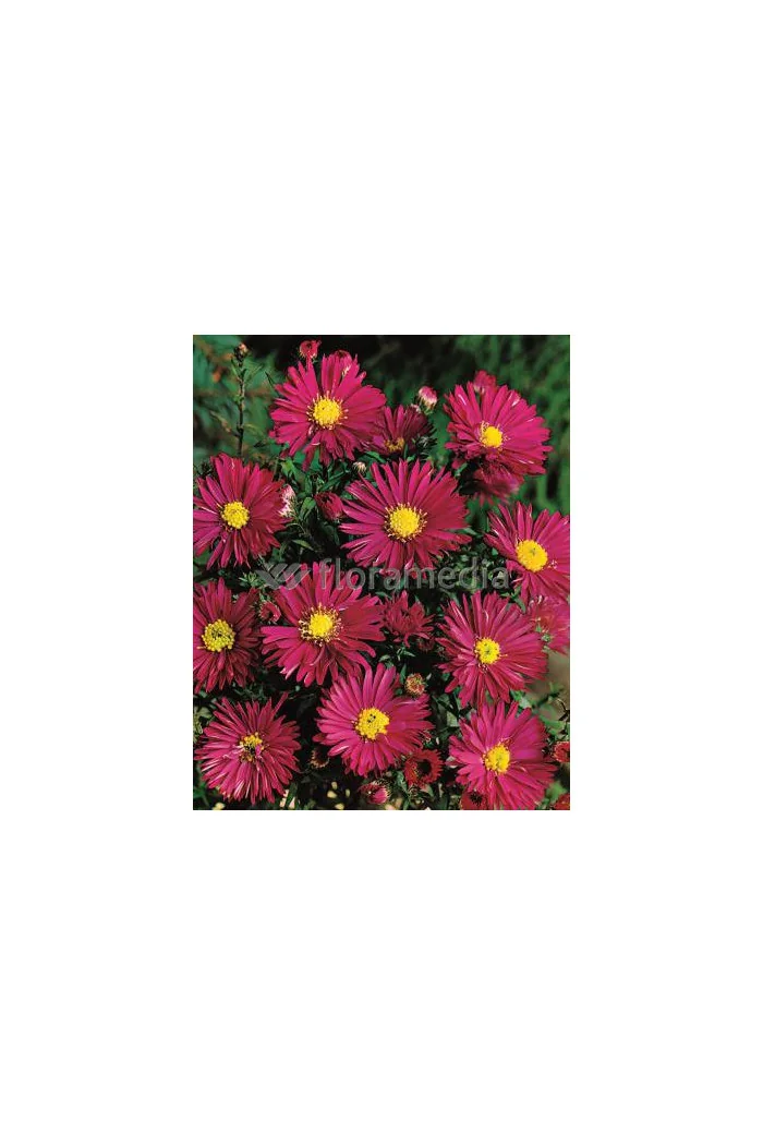 Aster nowobelgijski 'Crimson Brocade' Aster novi-belgii