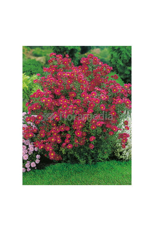 Aster nowobelgijski 'Crimson Brocade' Aster novi-belgii