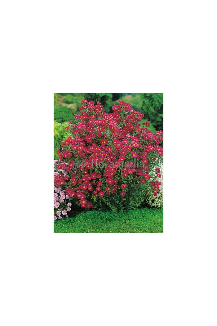 Aster nowobelgijski 'Crimson Brocade' Aster novi-belgii