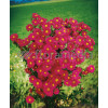 Aster nowobelgijski 'Crimson Brocade' Aster novi-belgii