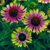 Jeżówka 'Green Twister' | Echinacea