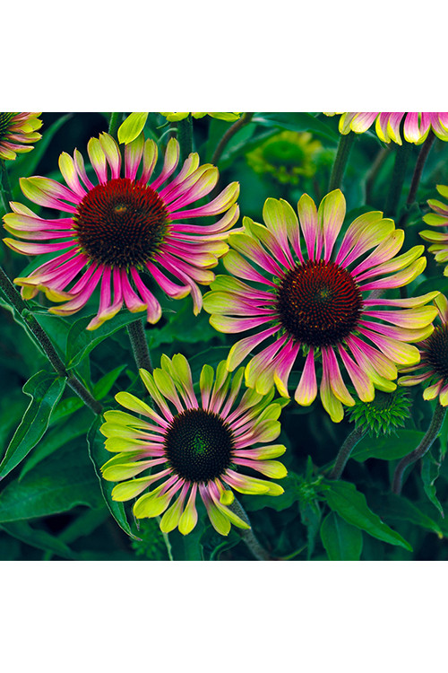 Jeżówka 'Green Twister' | Echinacea