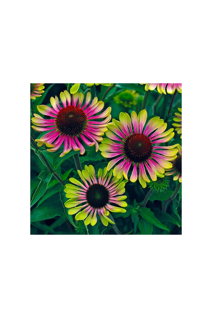 Jeżówka 'Green Twister' | Echinacea