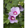 Ketmia syryjska 'Minerva' Hibiscus syriacus