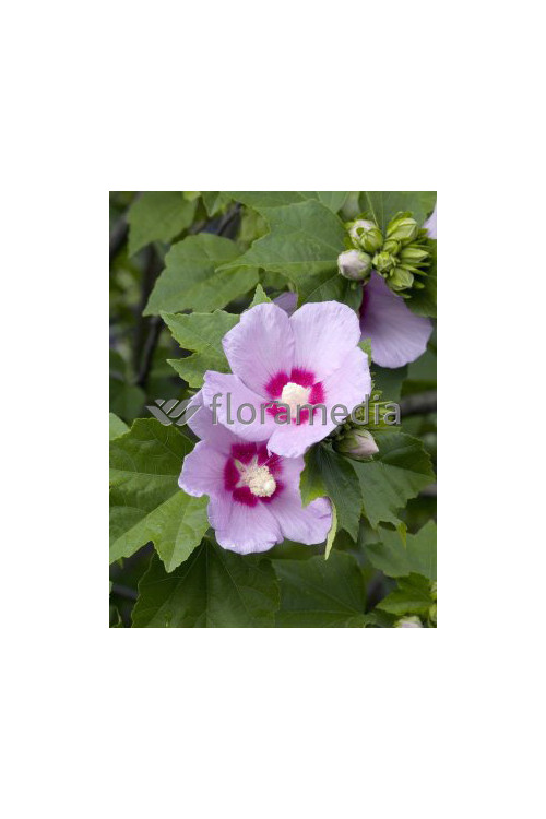 Ketmia syryjska 'Minerva' Hibiscus syriacus