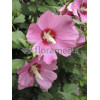 Ketmia syryjska 'Minerva' Hibiscus syriacus