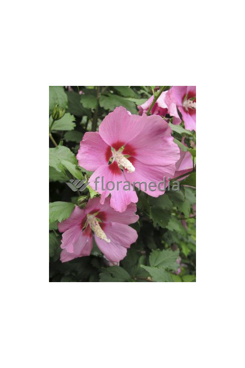 Ketmia syryjska 'Minerva' Hibiscus syriacus