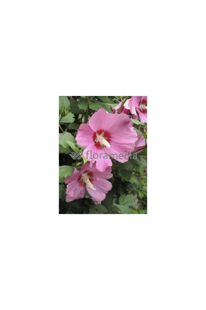 Ketmia syryjska 'Minerva' Hibiscus syriacus