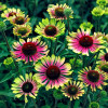 Jeżówka 'Green Twister' | Echinacea