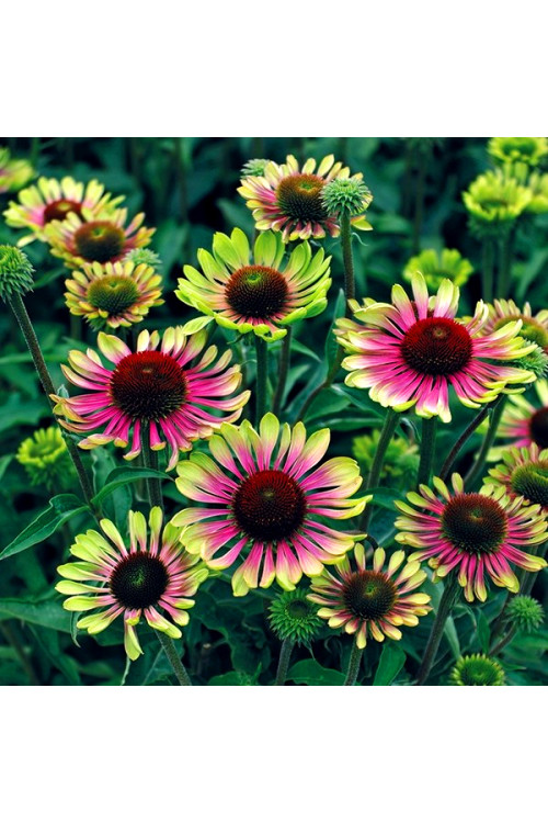 Jeżówka 'Green Twister' | Echinacea
