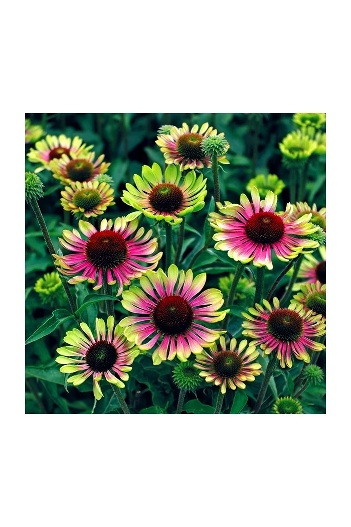 Jeżówka 'Green Twister' | Echinacea