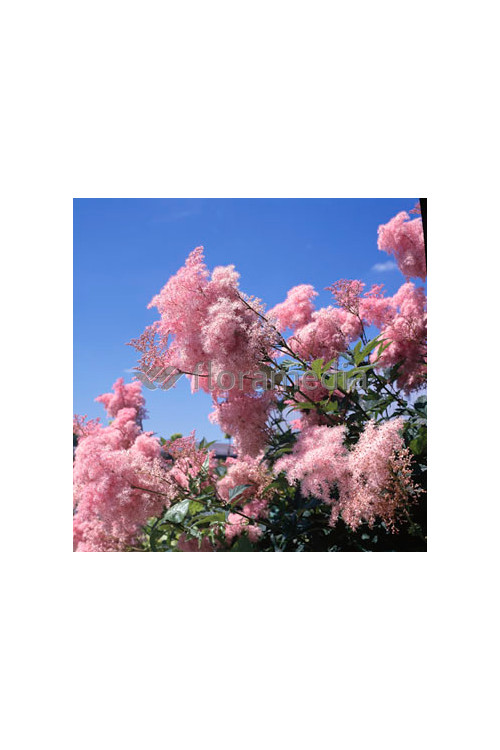 Wiązówka palmowata 'Nana' | Filipendula palmata