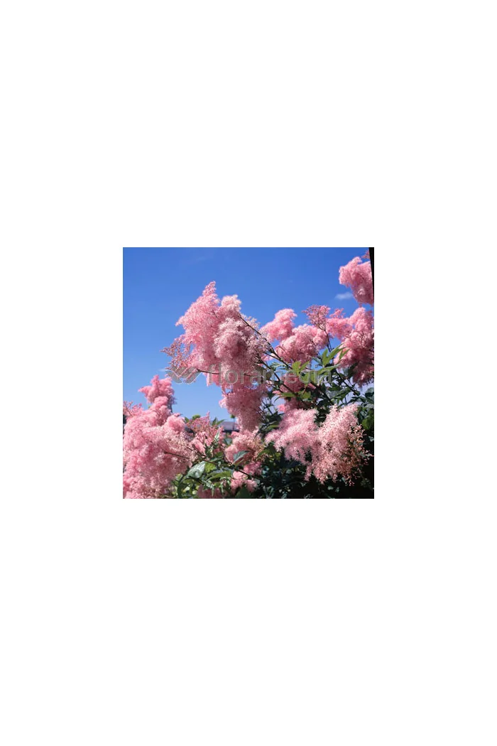 Wiązówka palmowata 'Nana' | Filipendula palmata