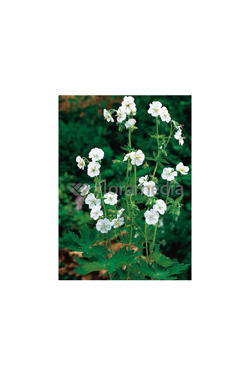 Bodziszek żałobny 'Album' Geranium phaeum