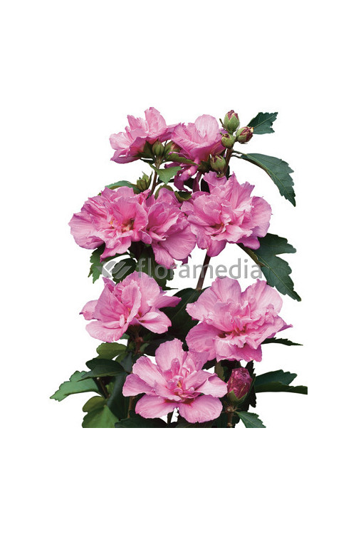 Ketmia syryjska 'Ardens' Hibiscus syriacus