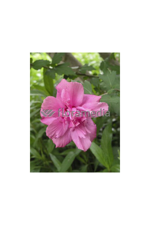 Ketmia syryjska 'Ardens' Hibiscus syriacus