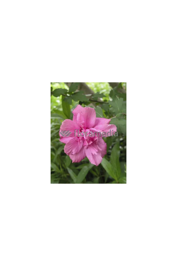 Ketmia syryjska 'Ardens' Hibiscus syriacus