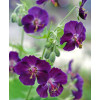 Bodziszek żałobny 'Raven' Geranium phaeum