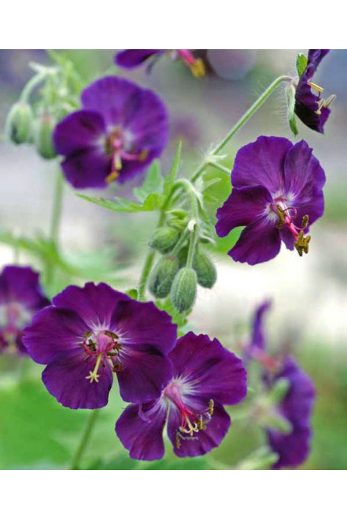 Bodziszek żałobny 'Raven' Geranium phaeum