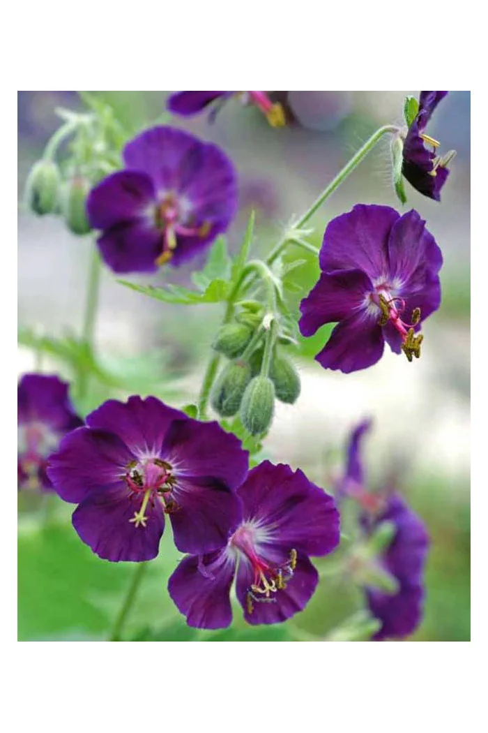 Bodziszek żałobny 'Raven' Geranium phaeum