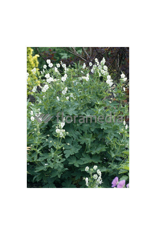 Bodziszek żałobny 'Album' Geranium phaeum