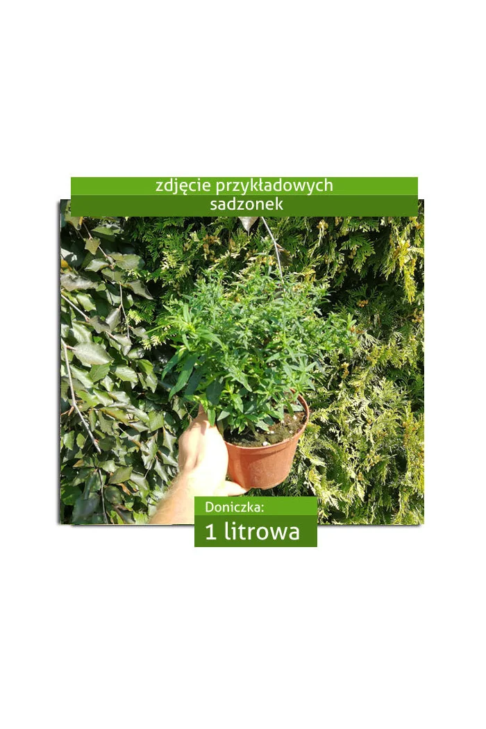 Aster nowobelgijski 'Fuldatal' Aster novi-belgii