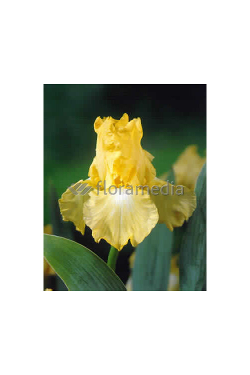 kosaciec, kosaciec amerykański, irys, iris, Kosaciec (Irys) amerykański 'Confetti'