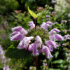 Żeleźniak kaszmirski Phlomis cashmeriana