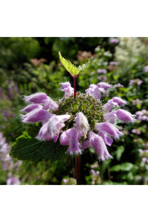 Żeleźniak kaszmirski Phlomis cashmeriana