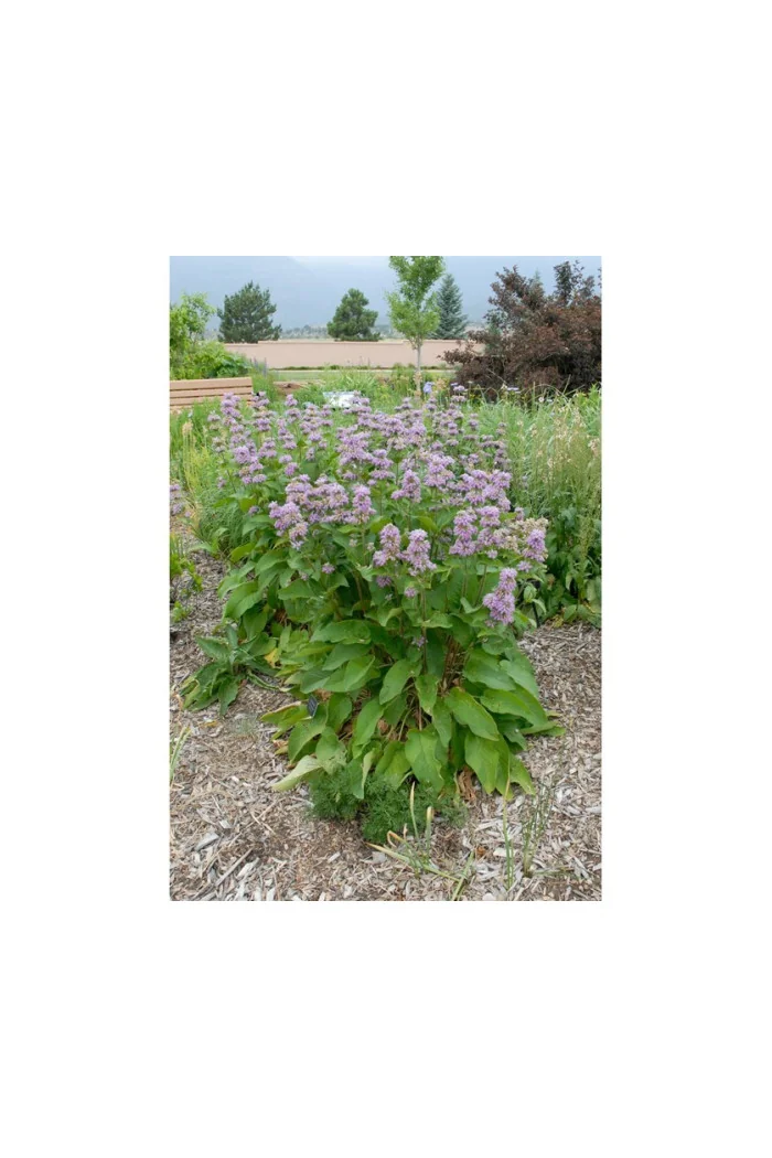 Żeleźniak kaszmirski Phlomis cashmeriana