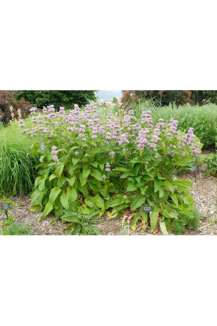 Żeleźniak kaszmirski Phlomis cashmeriana