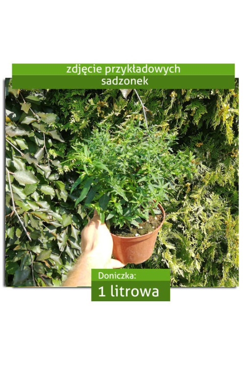 Aster nowobelgijski 'Crimson Brocade' Aster novi-belgii