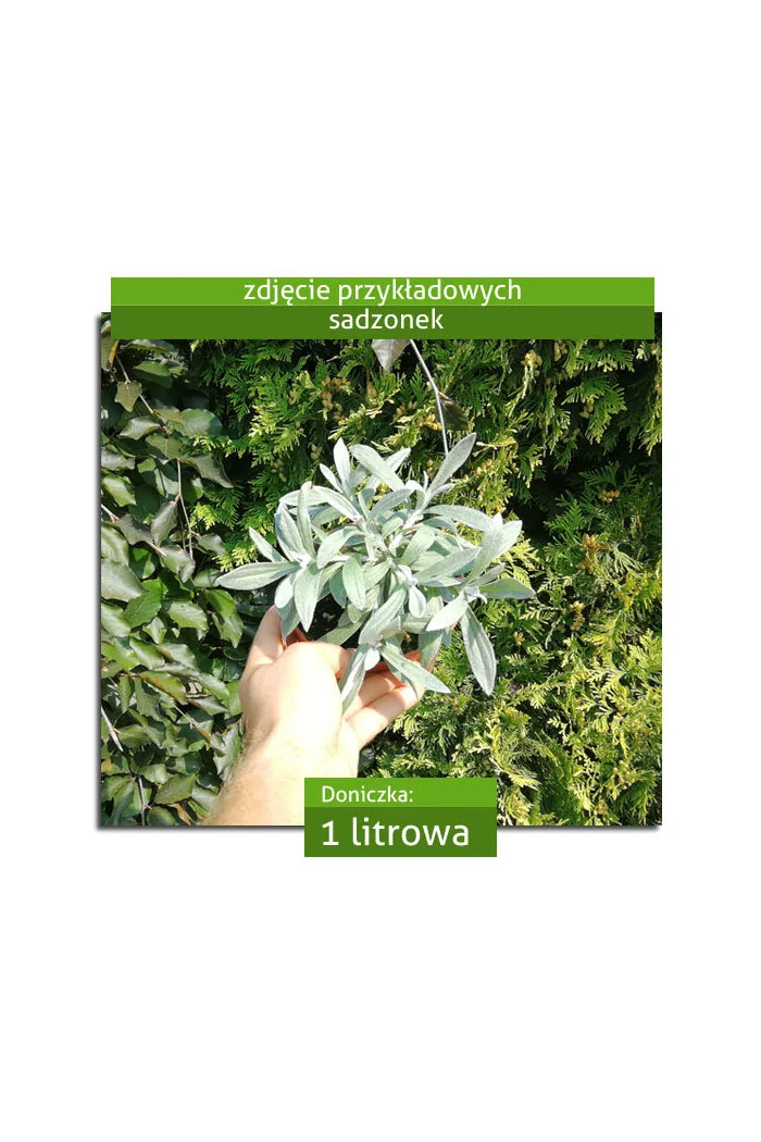 Anafalis trójnerwowy`Sommerschnee' | Anaphalis triplinervis