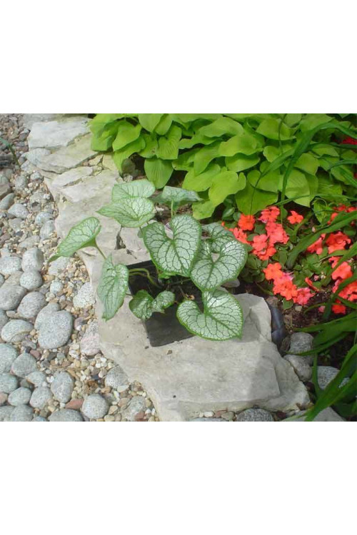 Brunnera 'Sea Heart' | Brunnera