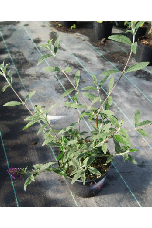 Budleja Dawida 'Pink Delight' | Buddleja dawidii
