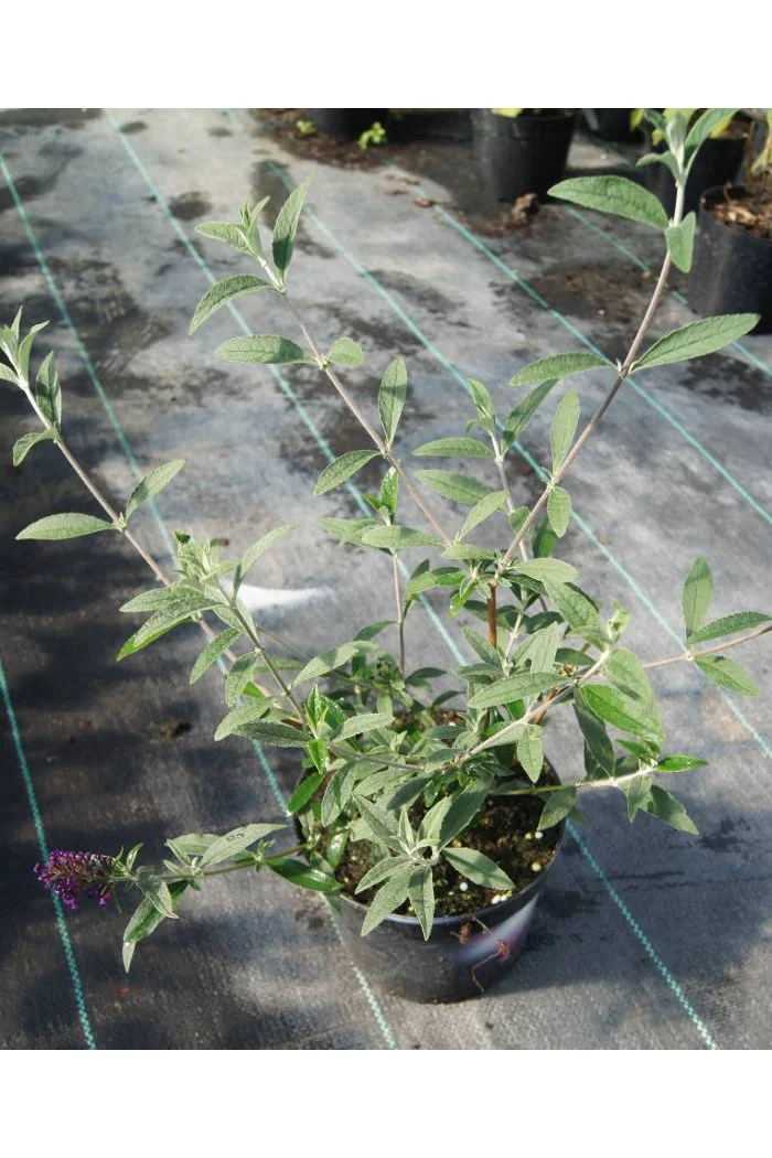 Budleja Dawida 'Pink Delight' | Buddleja dawidii