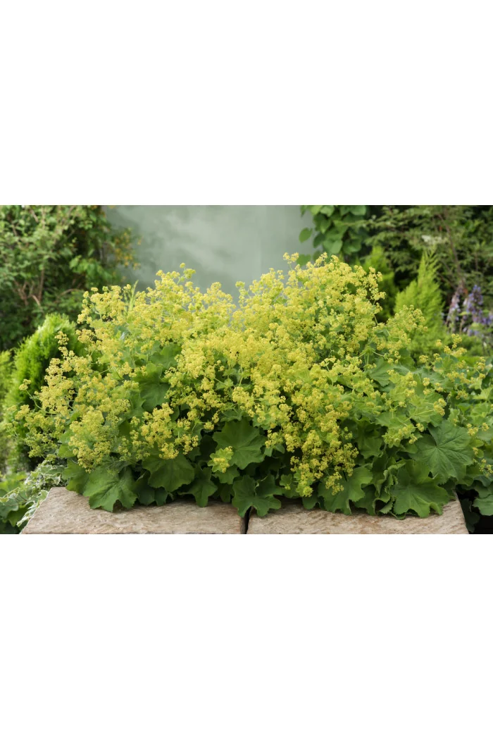 Przywrotnik ostroklapowy | Alchemilla molis
