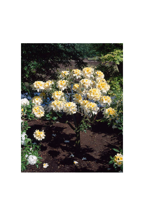 Azalia wielkokwiatowa 'Oxydol' | Rhododendron