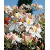Azalia wielkokwiatowa 'Oxydol' | Rhododendron