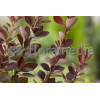 Berberys Thunberga 'Red Rocket' Berberis thunbergii