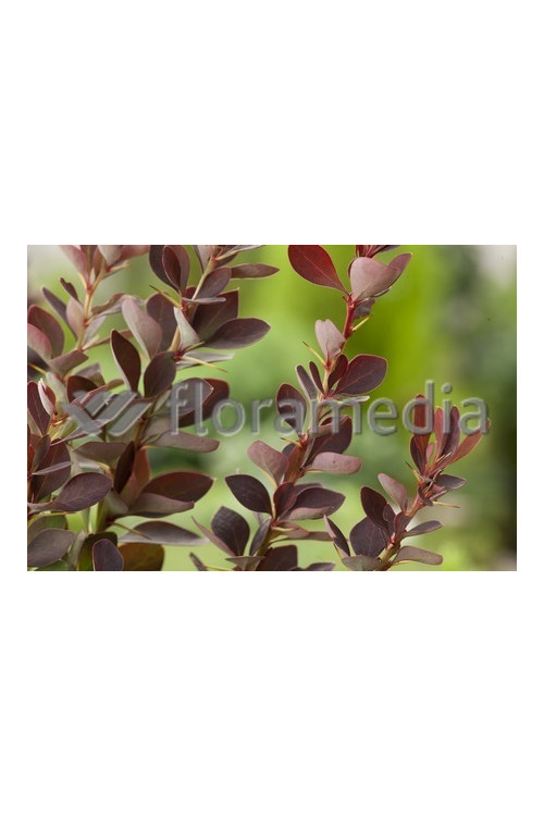 Berberys Thunberga 'Red Rocket' Berberis thunbergii